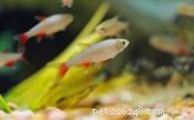 Top 11 Cold‑Water Fish for Indoor Aquariums – Size, Care & Compatibility