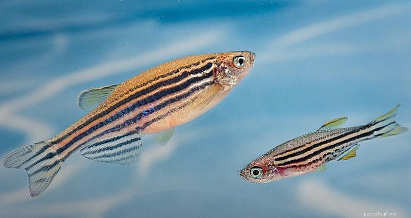 Top 11 Cold‑Water Fish for Indoor Aquariums – Size, Care & Compatibility