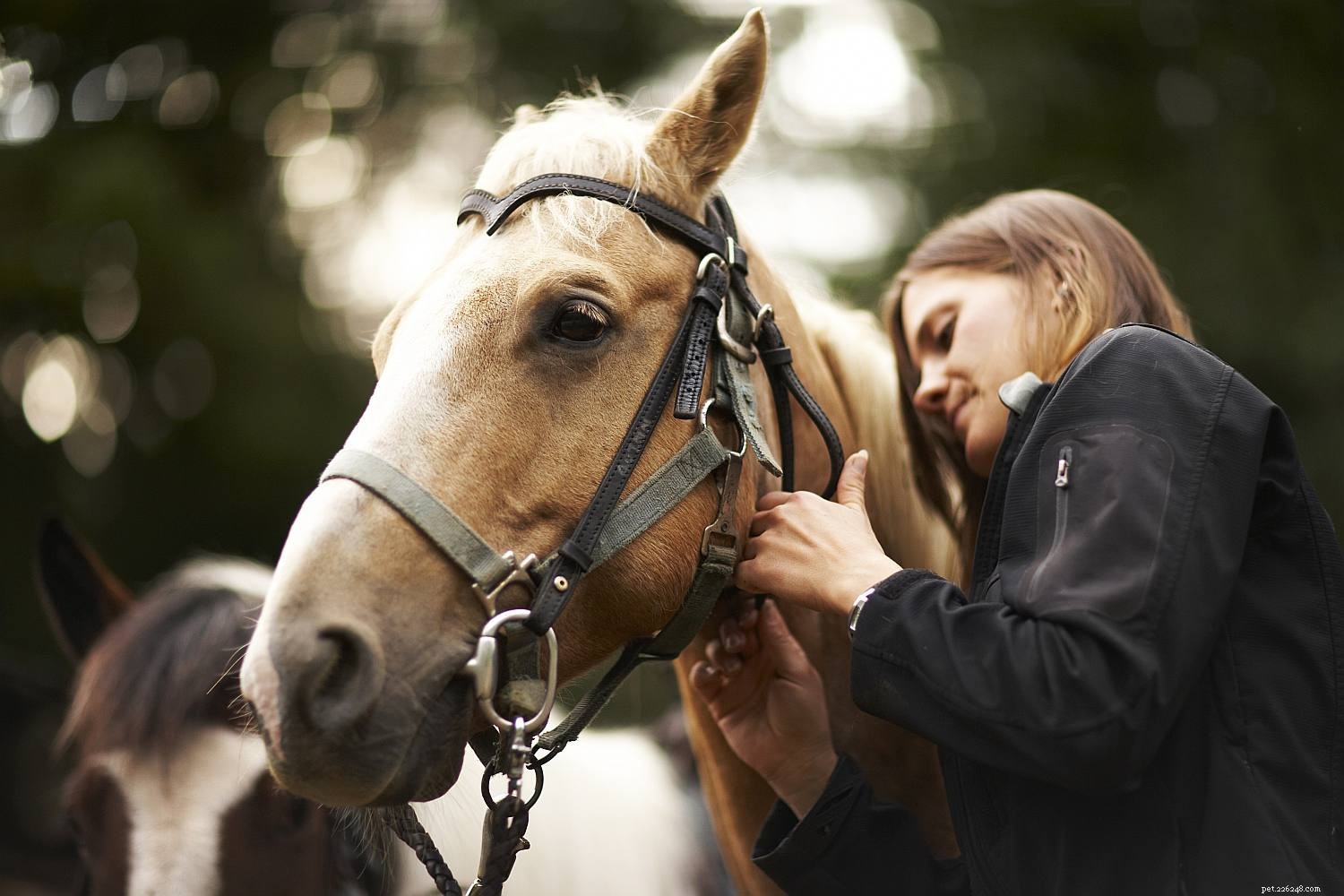 Essential Tacking Tips: Avoid Common Mistakes for Safe, Comfortable Rides