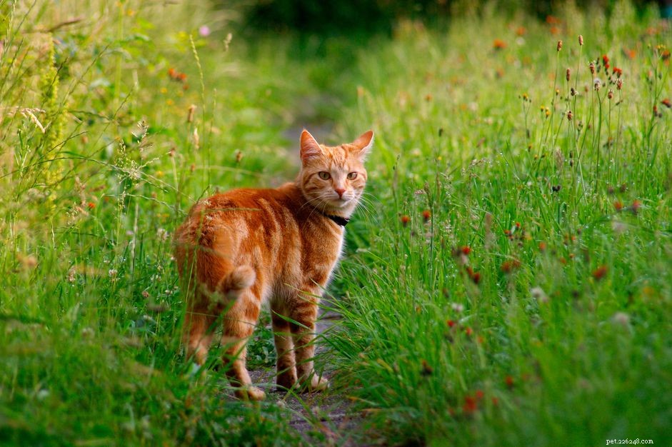 Preventing and Treating Tick Infestations in Cats: A Comprehensive Guide