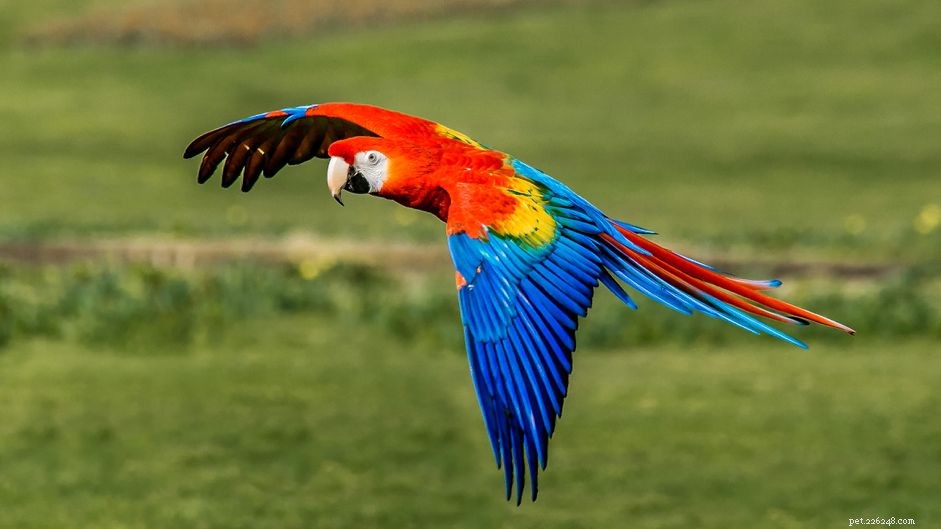 Scarlet Macaw Profile: Colors, Care, and Key Facts
