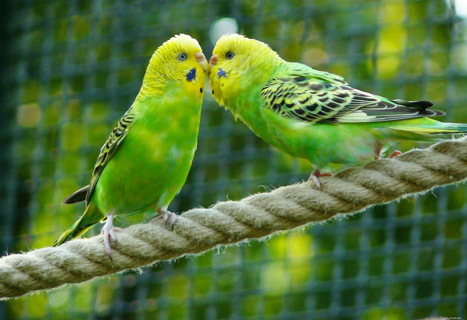 Boost Your Bird’s Fitness: Proven Exercise Tips for Pet Parrots