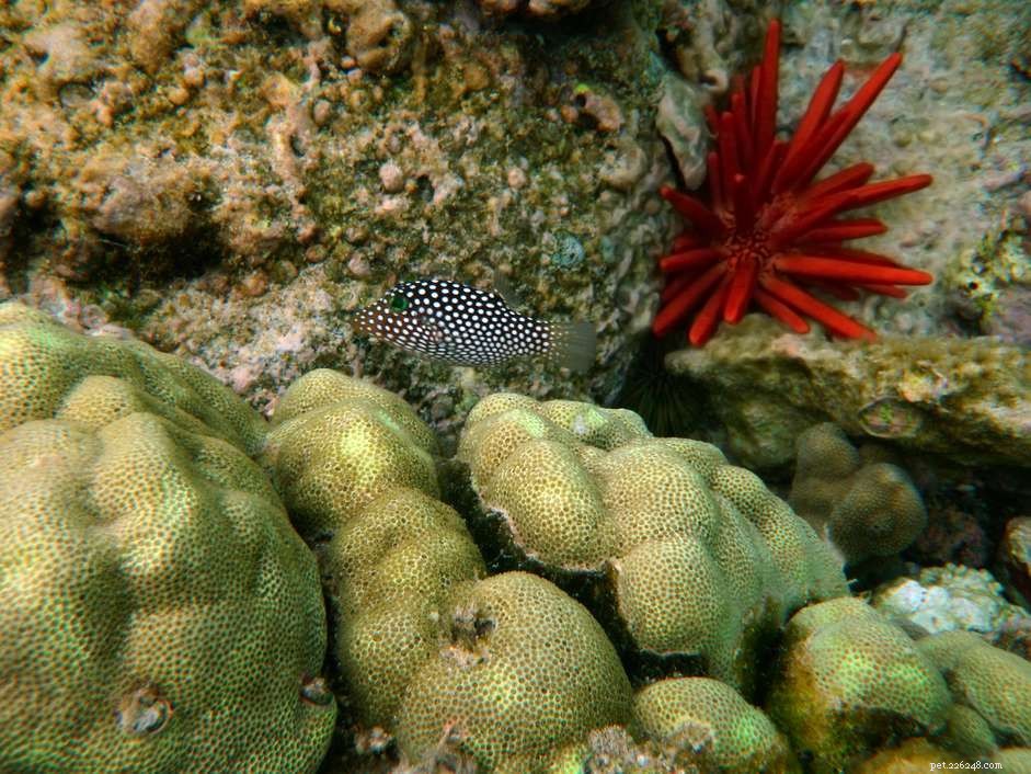 Whitespotted Puffer (Canthigaster jactator): Key Facts & Care Tips