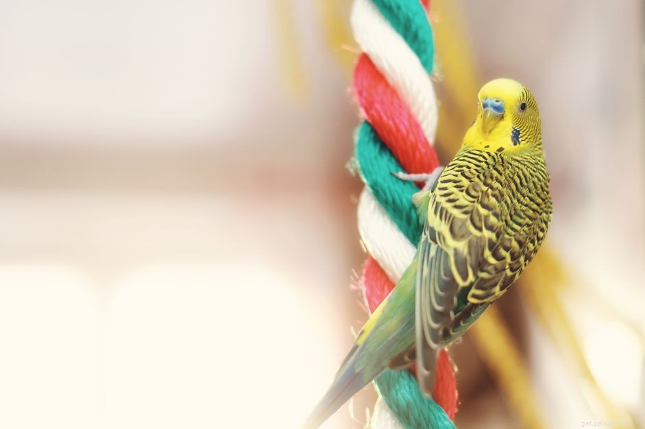 Boost Your Bird’s Fitness: Proven Exercise Tips for Pet Parrots