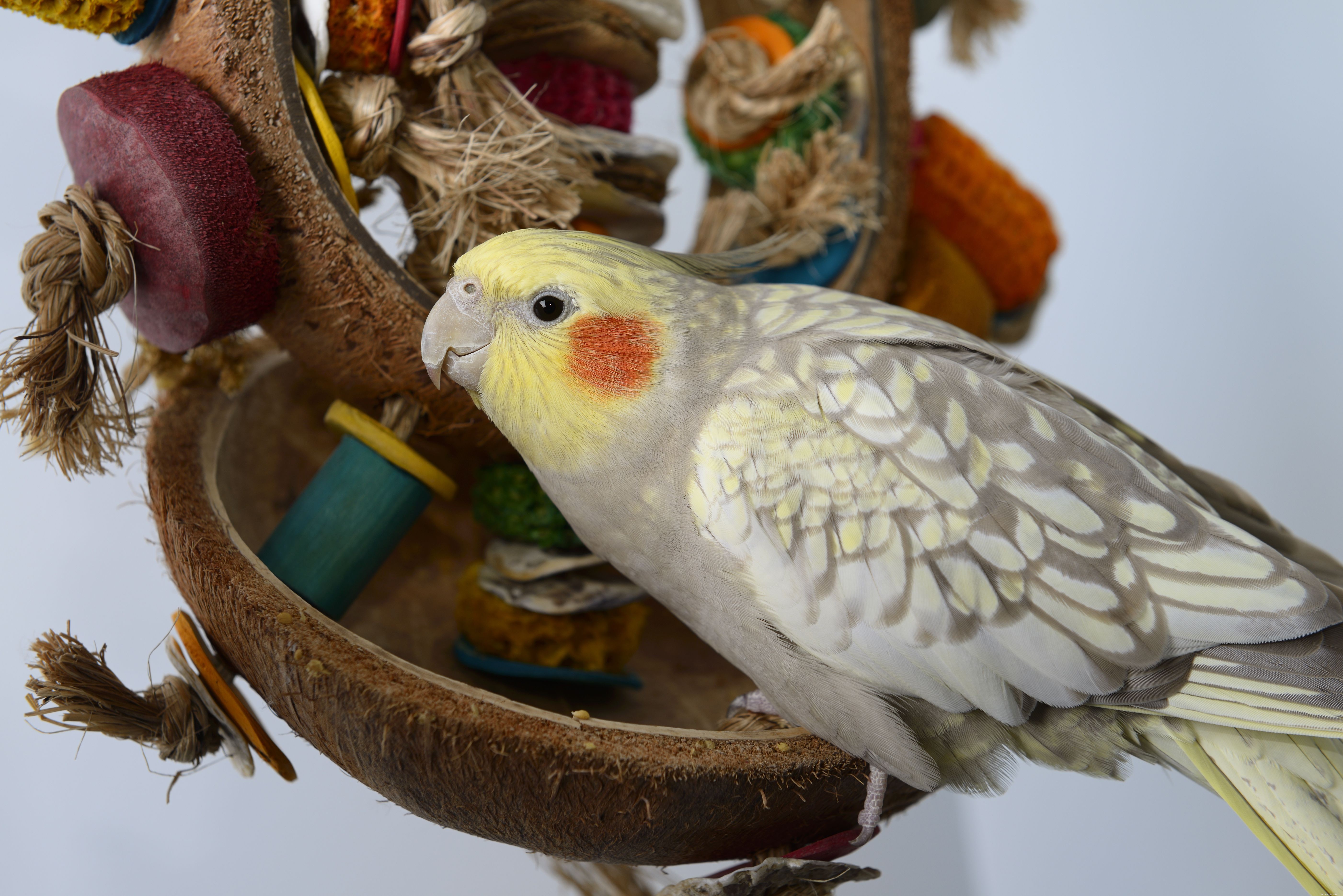 Boost Your Bird’s Fitness: Proven Exercise Tips for Pet Parrots