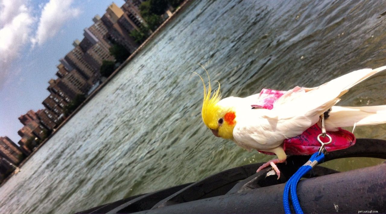Boost Your Bird’s Fitness: Proven Exercise Tips for Pet Parrots
