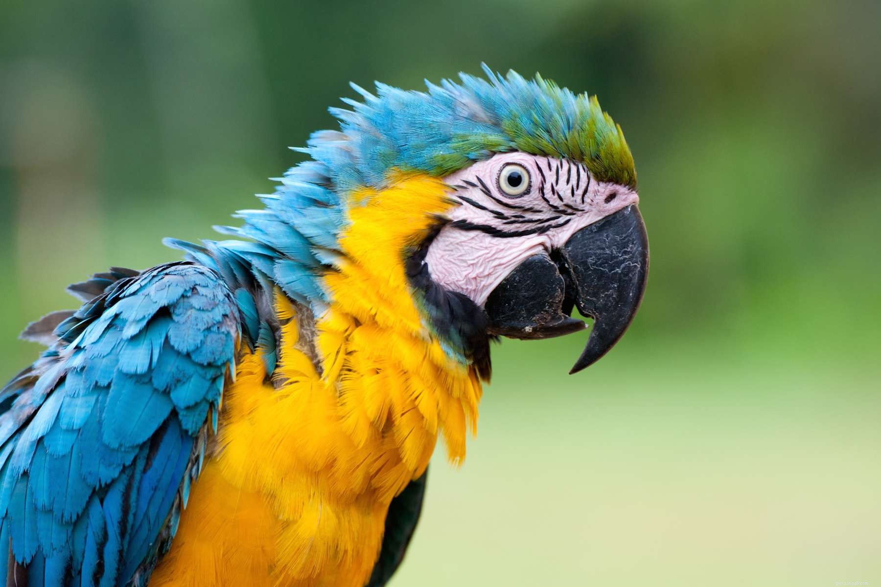 Boost Your Bird’s Fitness: Proven Exercise Tips for Pet Parrots