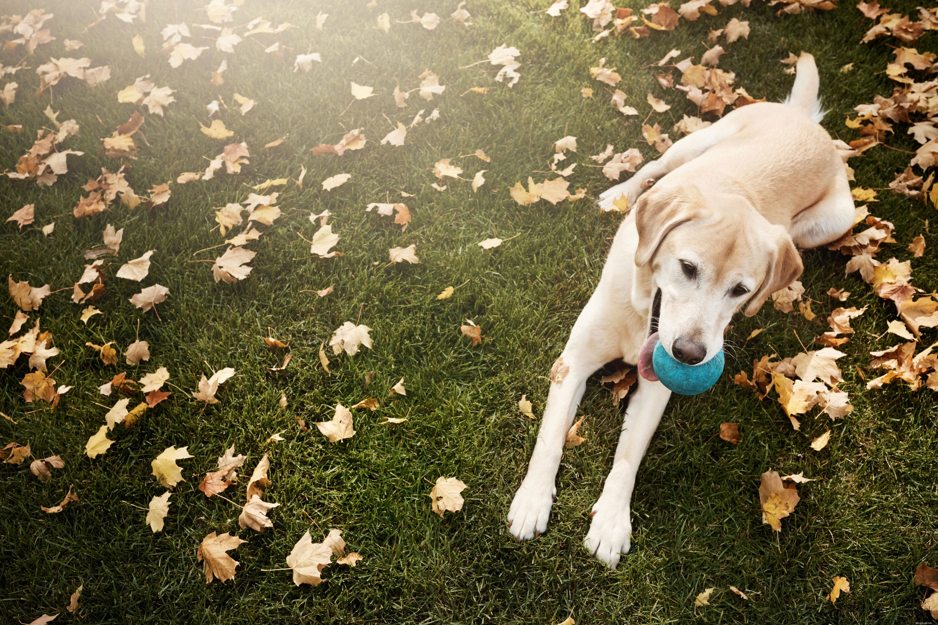 Stop Your Puppy from Digging: Expert Strategies