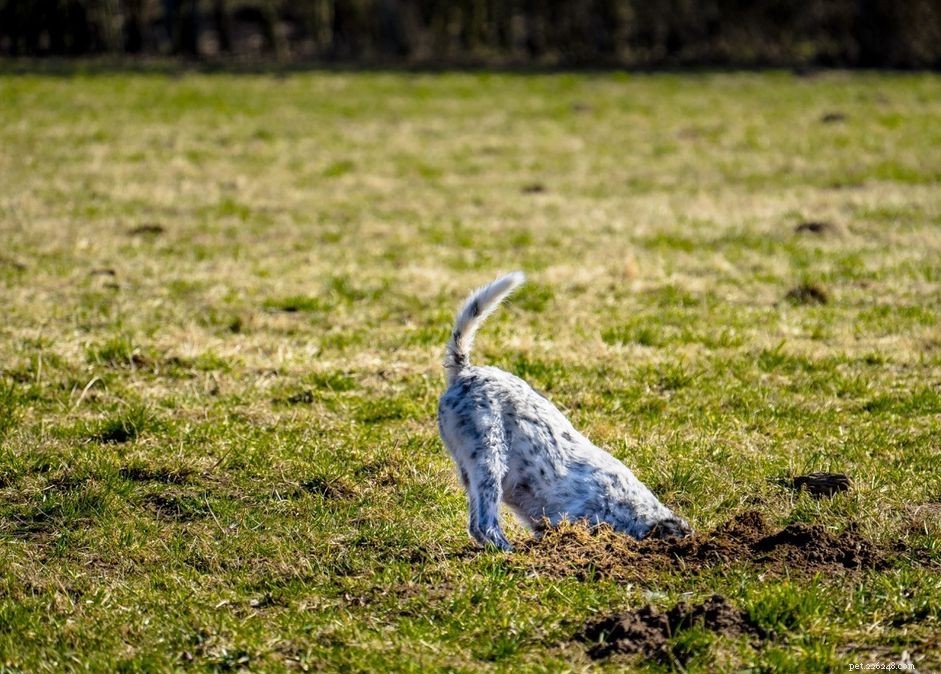 Stop Your Puppy from Digging: Expert Strategies