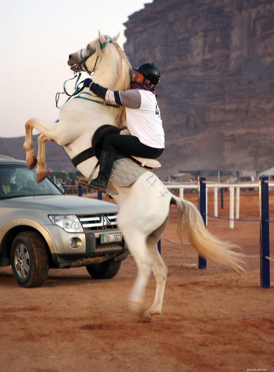 Effective Strategies to Stop Horse Rearing Safely
