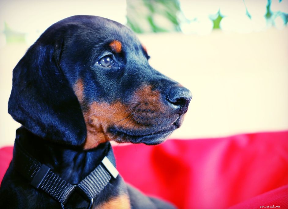 Puppy Ear Cropping: Procedure, Purpose, and Considerations