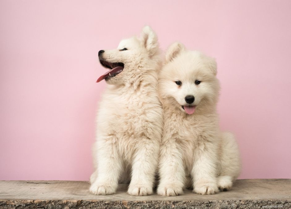 Quick & Easy: Teach Your Puppy to Sit Like a Pro