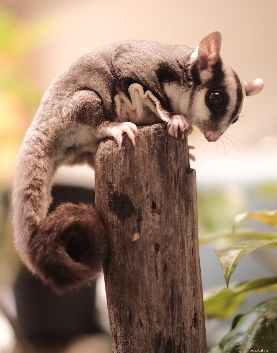 Understanding Sugar Glider Ick: Symptoms, Causes, and Effective Treatments