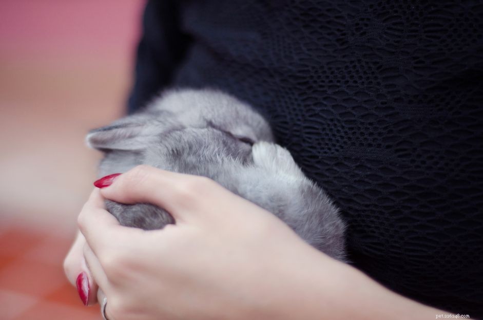When Is the Ideal Age to Spay or Neuter Your Rabbit?