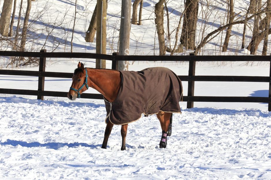How to Effectively Cool Your Horse After Cold Weather Riding
