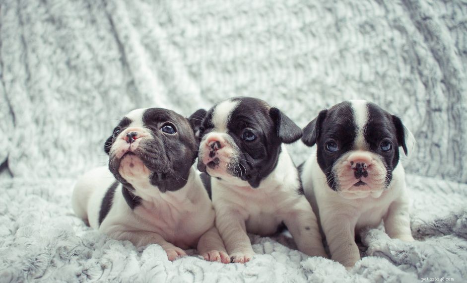 What Does a Purebred Puppy Cost? Expert Guide to Pricing and Quality