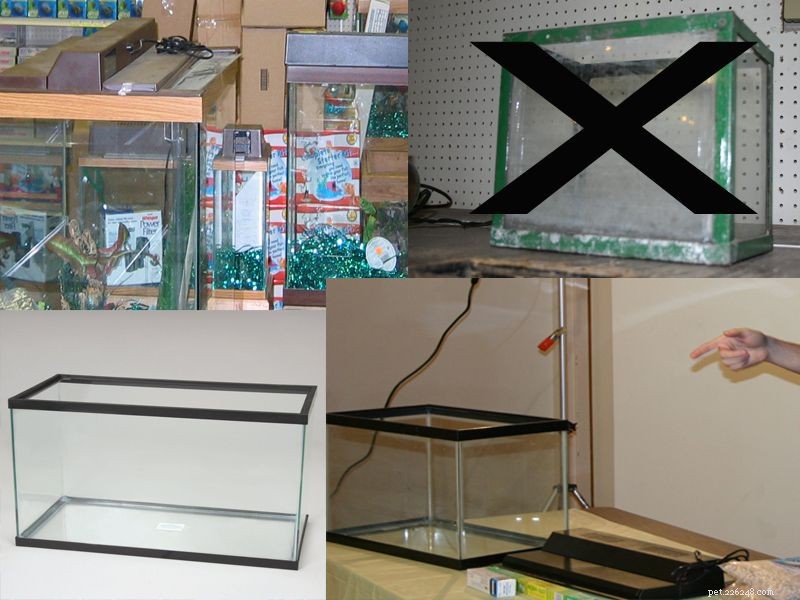 Setting Up a Breeding Tank for Egg‑Scatterer Fish: Size, Design & Care