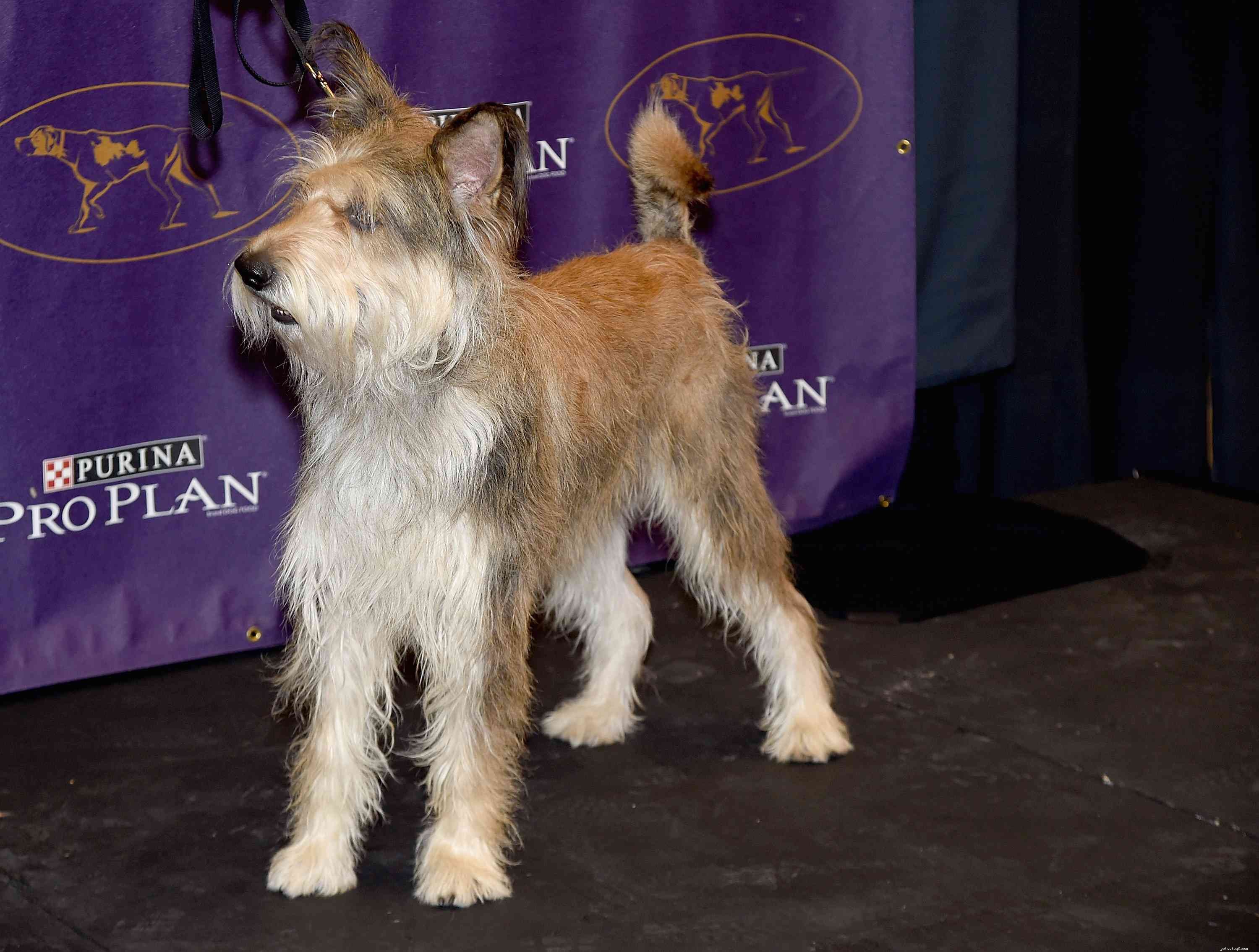 Berger Picard Dog Breed Guide: History, Traits & Care