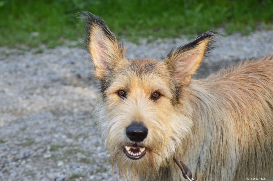 Berger Picard Dog Breed Guide: History, Traits & Care
