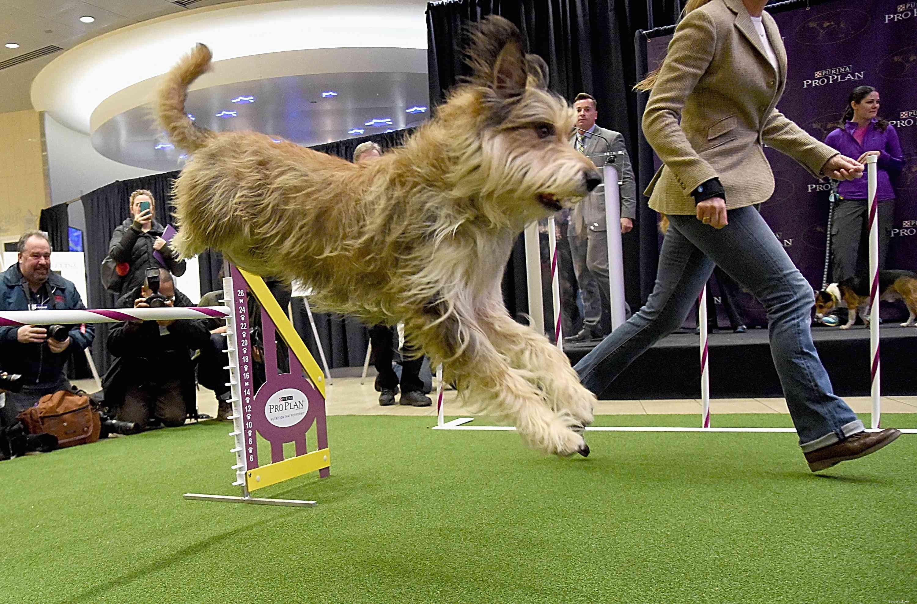 Berger Picard Dog Breed Guide: History, Traits & Care