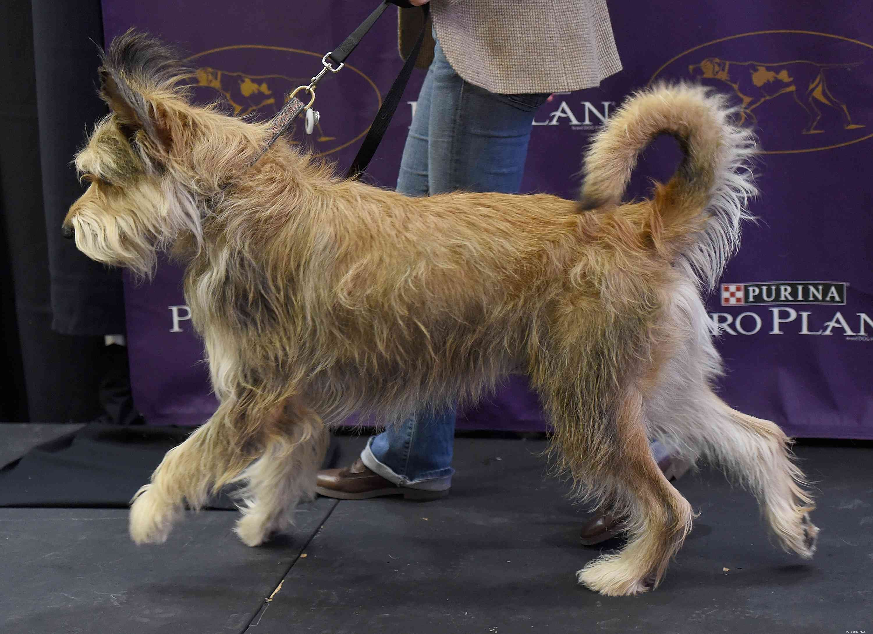 Berger Picard Dog Breed Guide: History, Traits & Care