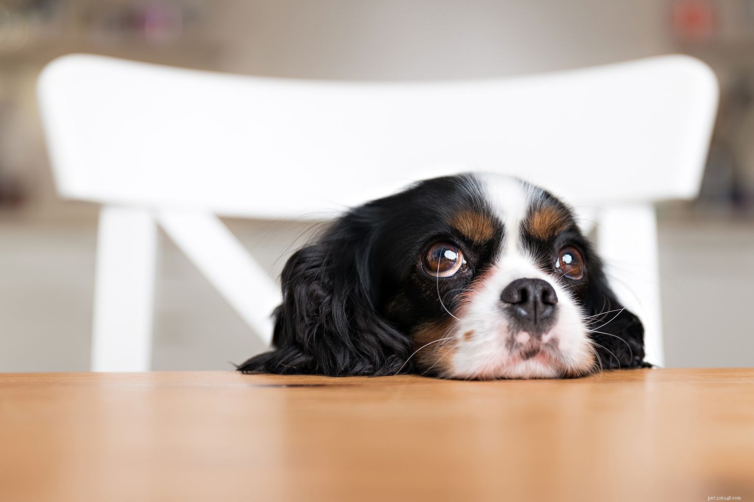 Decoding Puppy Language: How Puppies Communicate With Their Human Companions