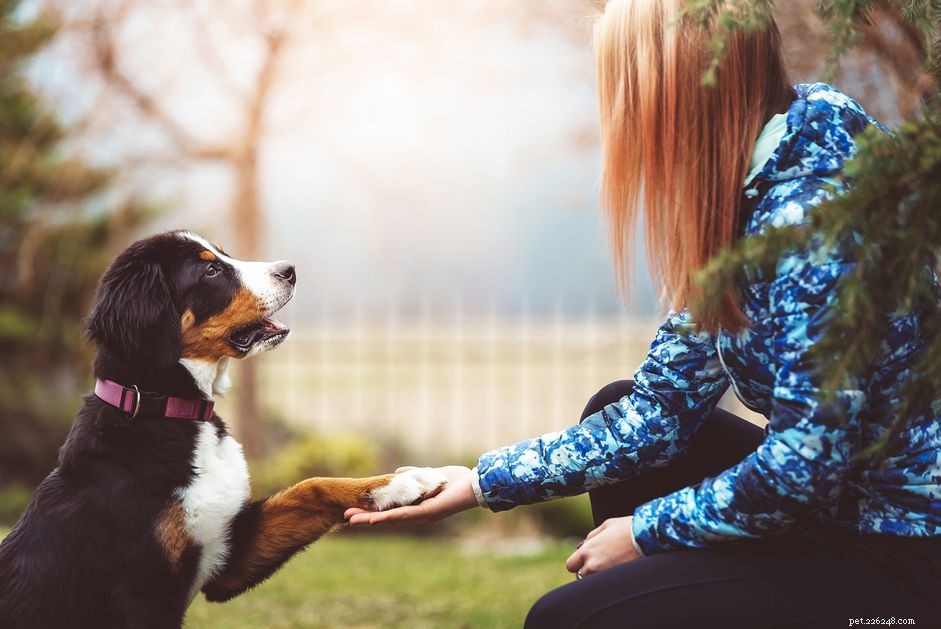 Decoding Puppy Language: How Puppies Communicate With Their Human Companions