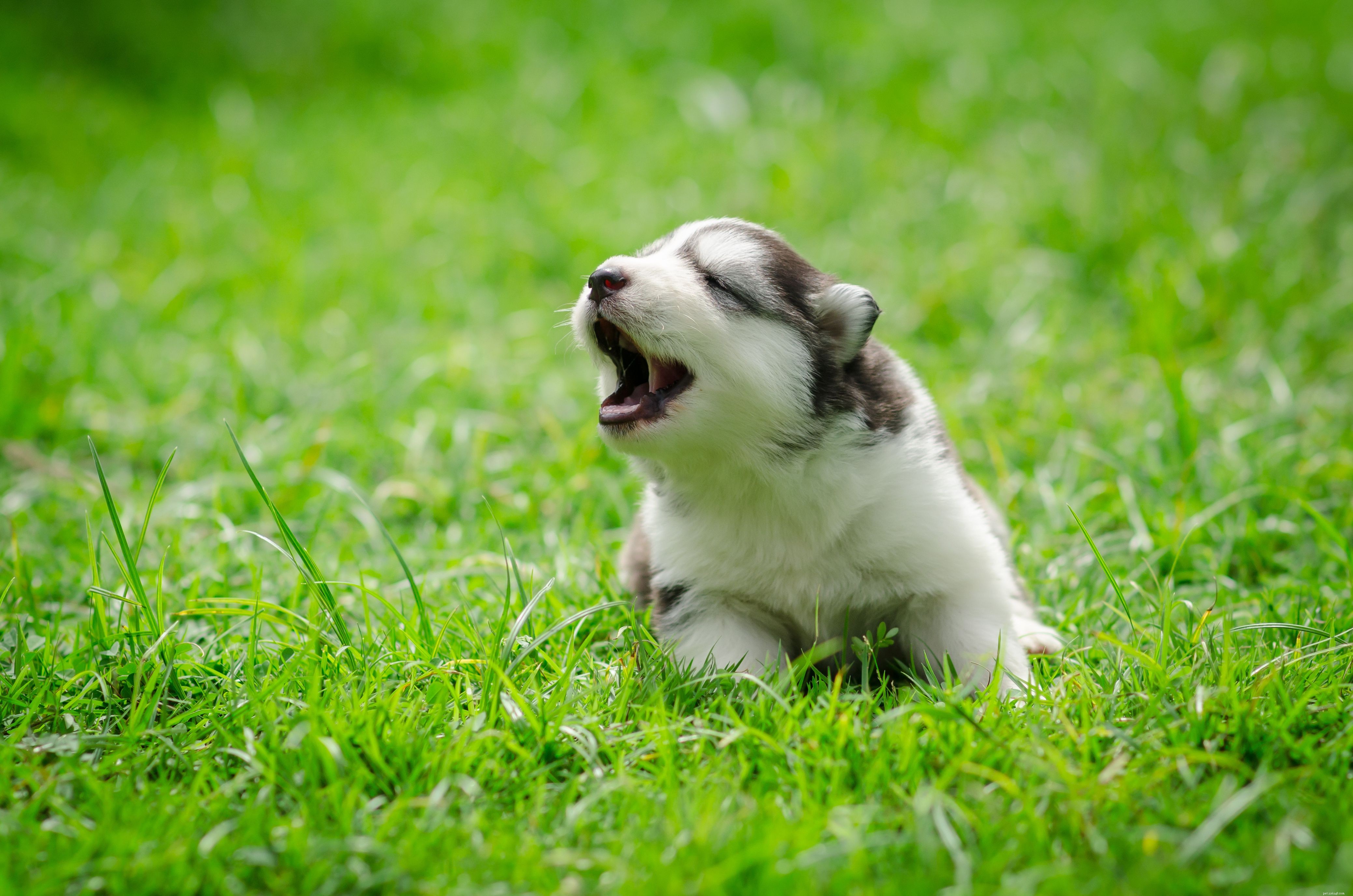 Decoding Puppy Language: How Puppies Communicate With Their Human Companions