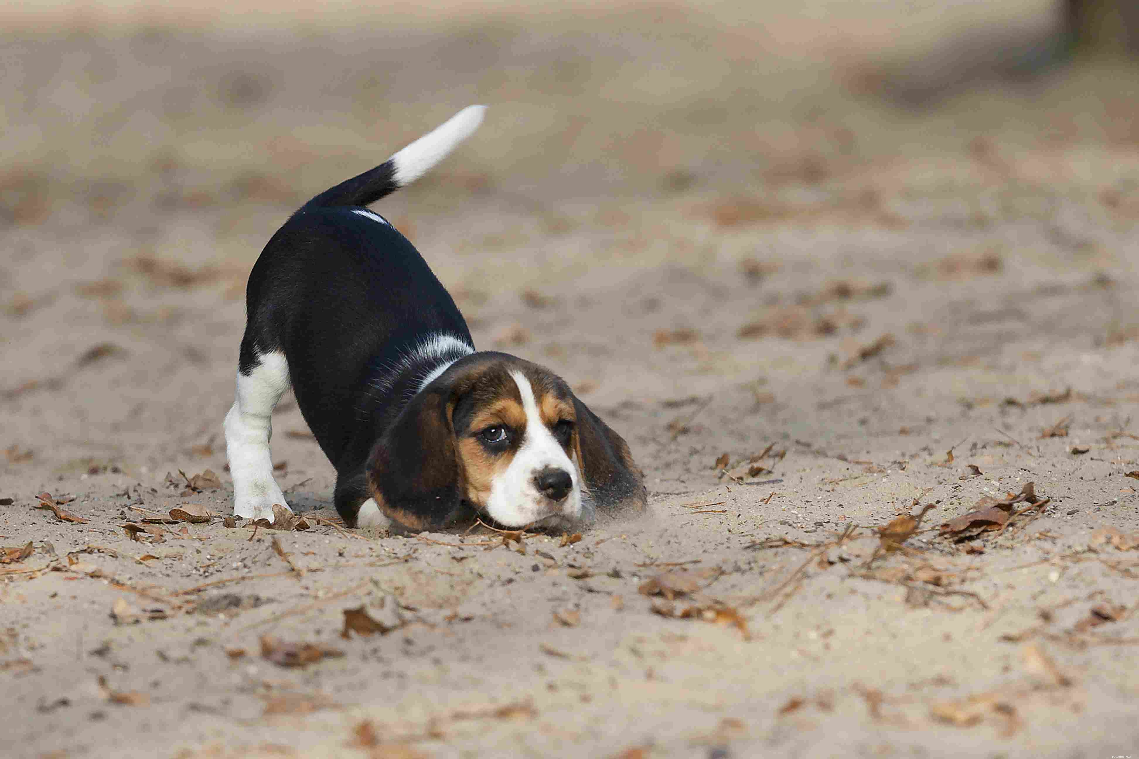 Decoding Puppy Language: How Puppies Communicate With Their Human Companions