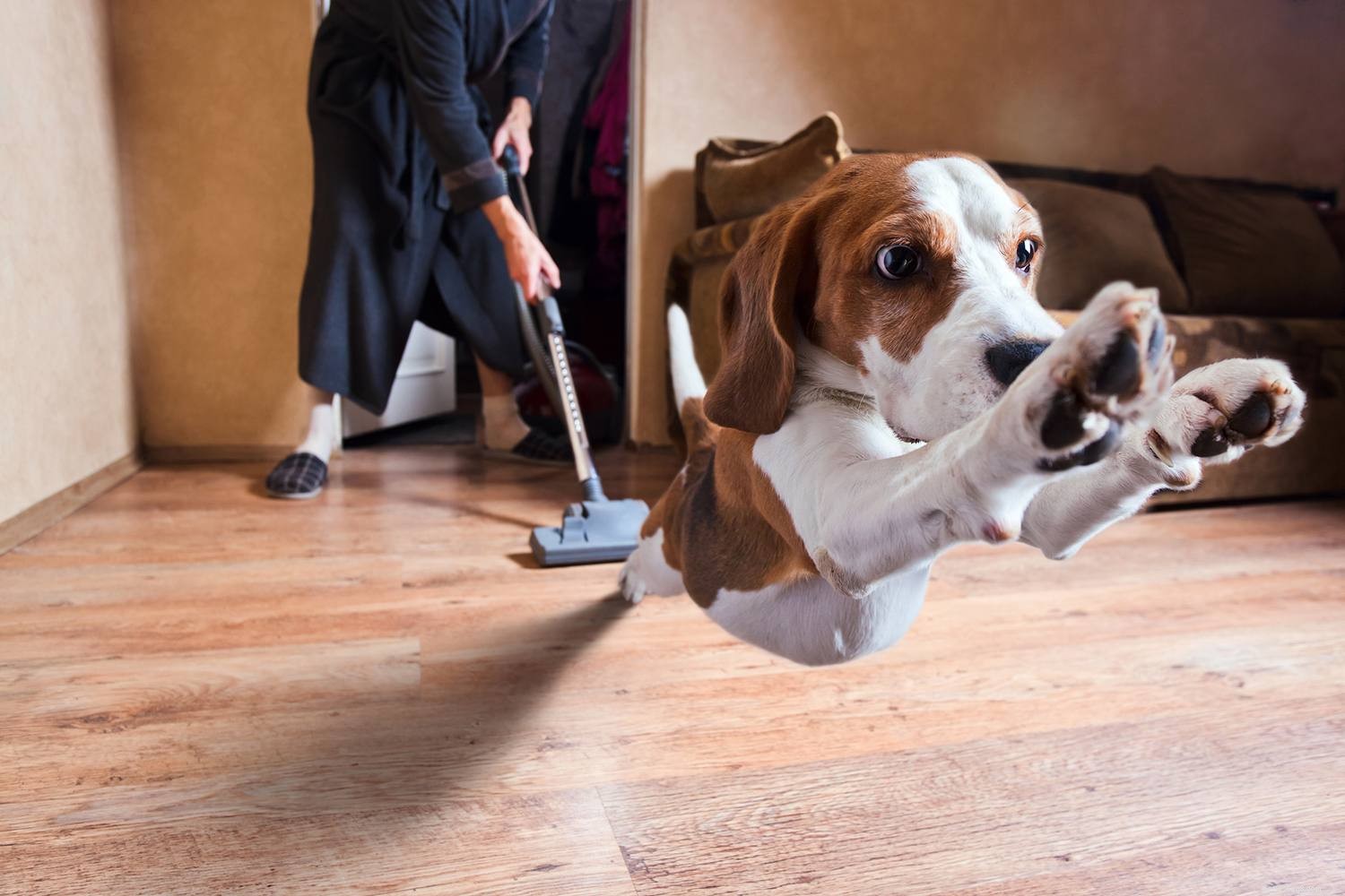 Decoding Puppy Language: How Puppies Communicate With Their Human Companions