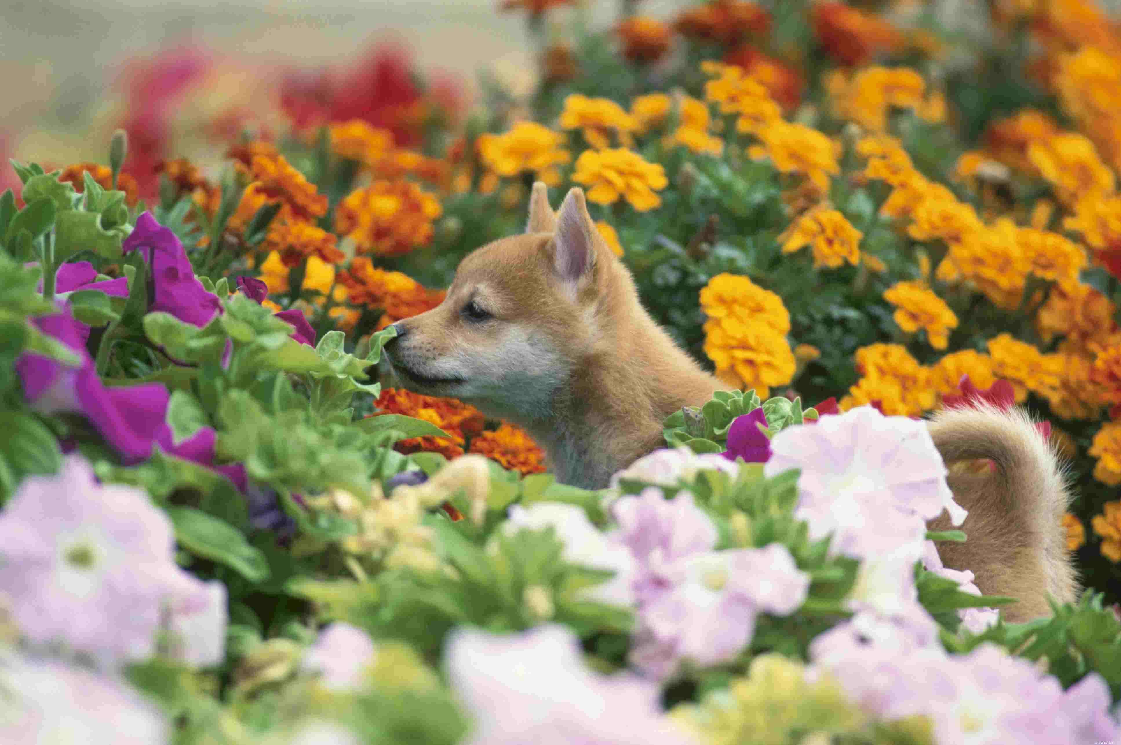 Decoding Puppy Language: How Puppies Communicate With Their Human Companions