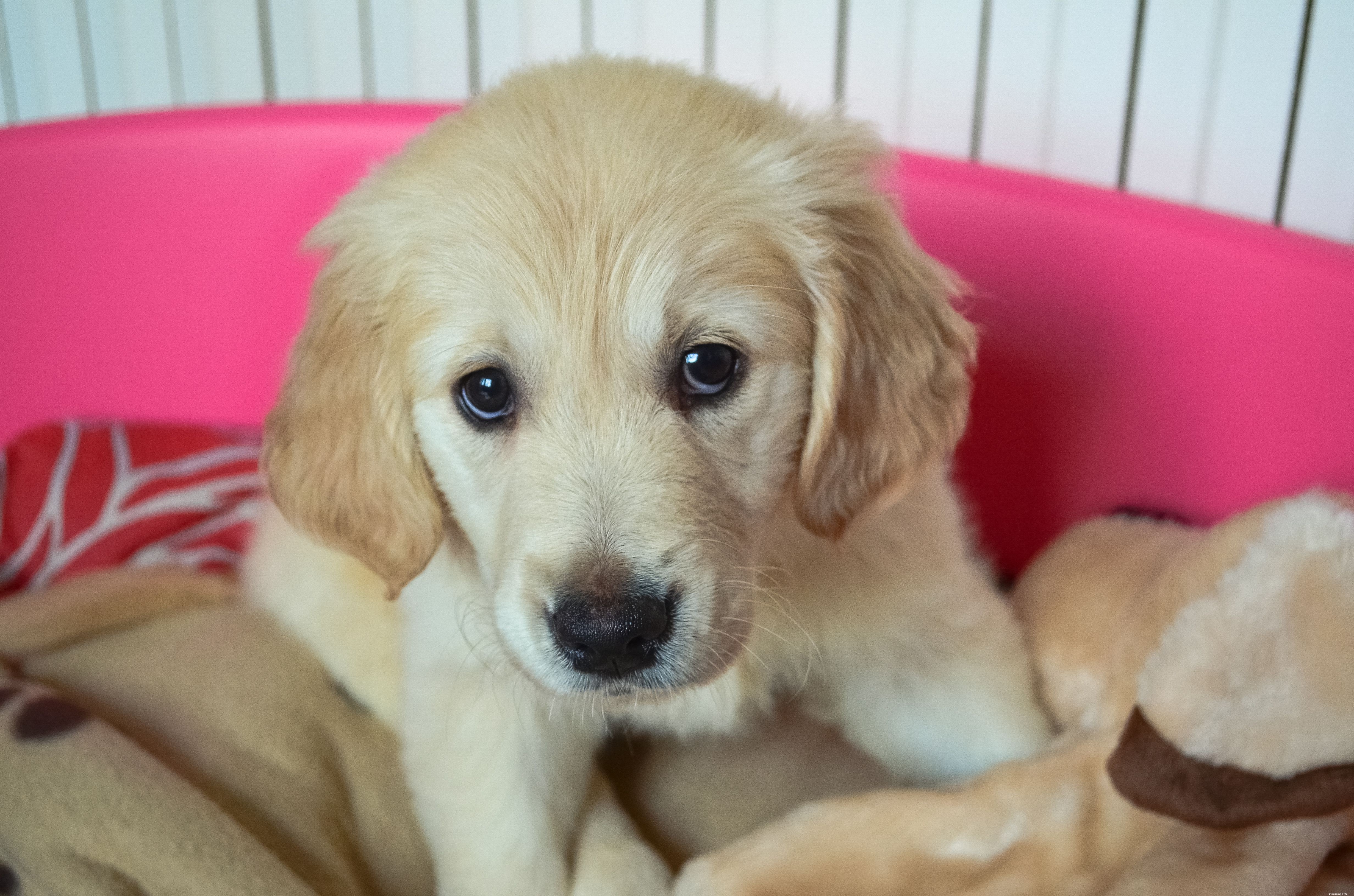 Decoding Puppy Language: How Puppies Communicate With Their Human Companions