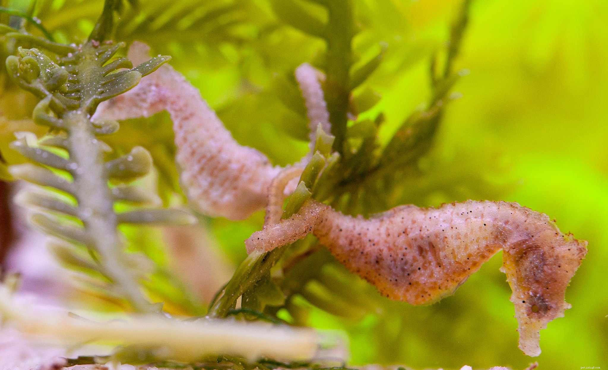 Top 6 Seahorses for Aquariums: Choose the Best Species