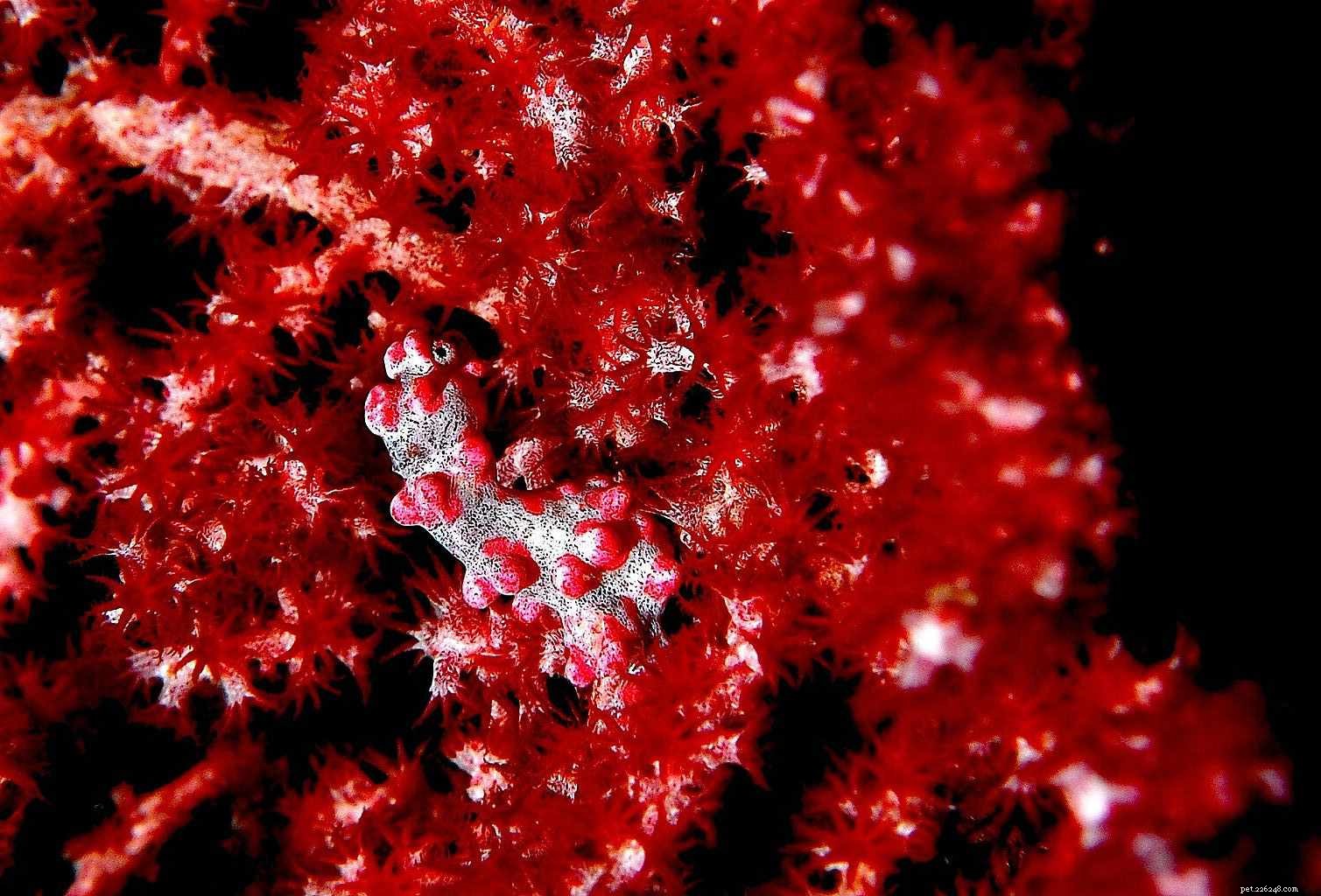 Top 6 Seahorses for Aquariums: Choose the Best Species