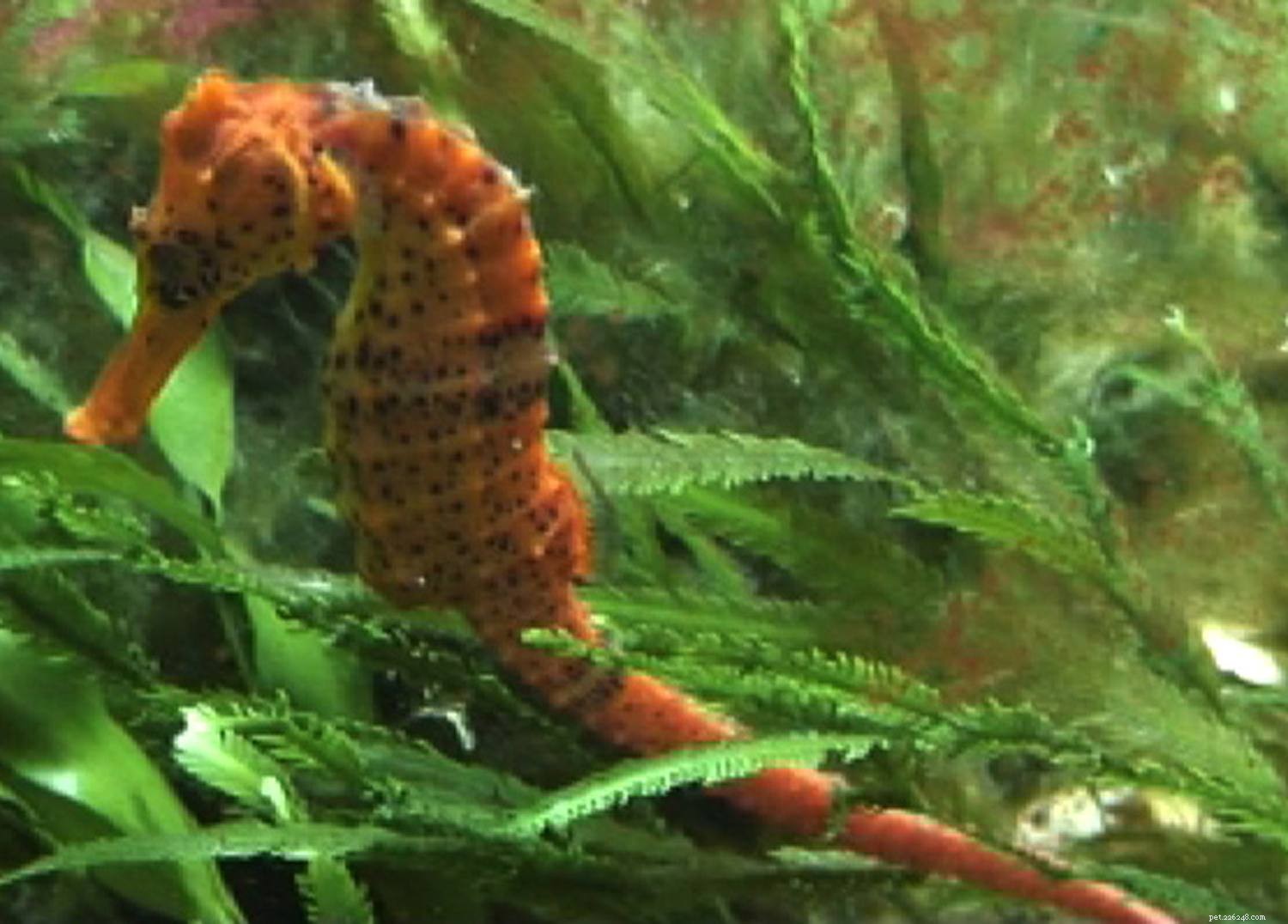 Top 6 Seahorses for Aquariums: Choose the Best Species