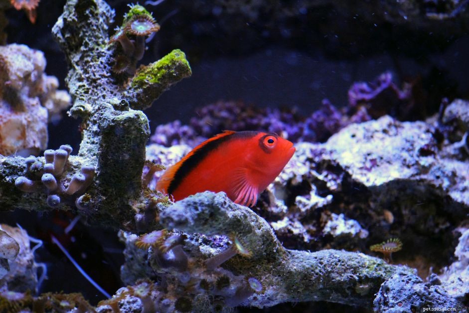 Flame Hawkfish (Neo) – A Vibrant, Hardy Reef Companion