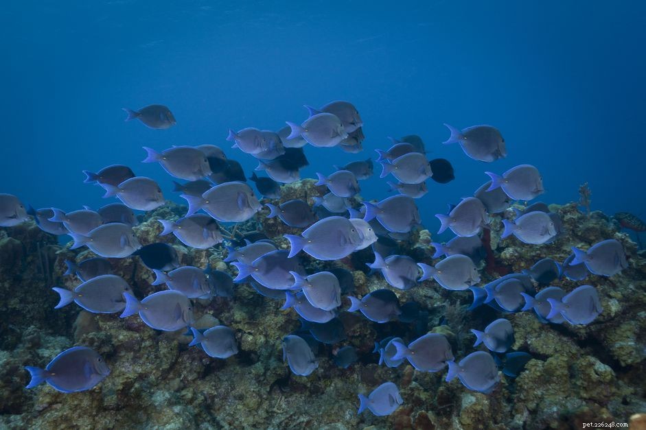 Discover the Pacific Blue Tang: Facts, Care, and Habitat