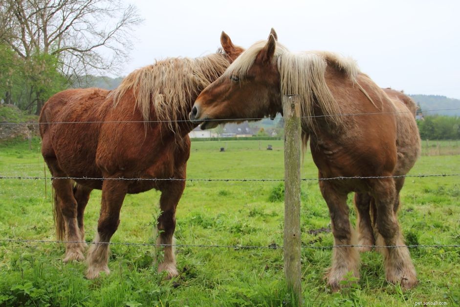 Percheron Horse Profile: History, Traits & Care