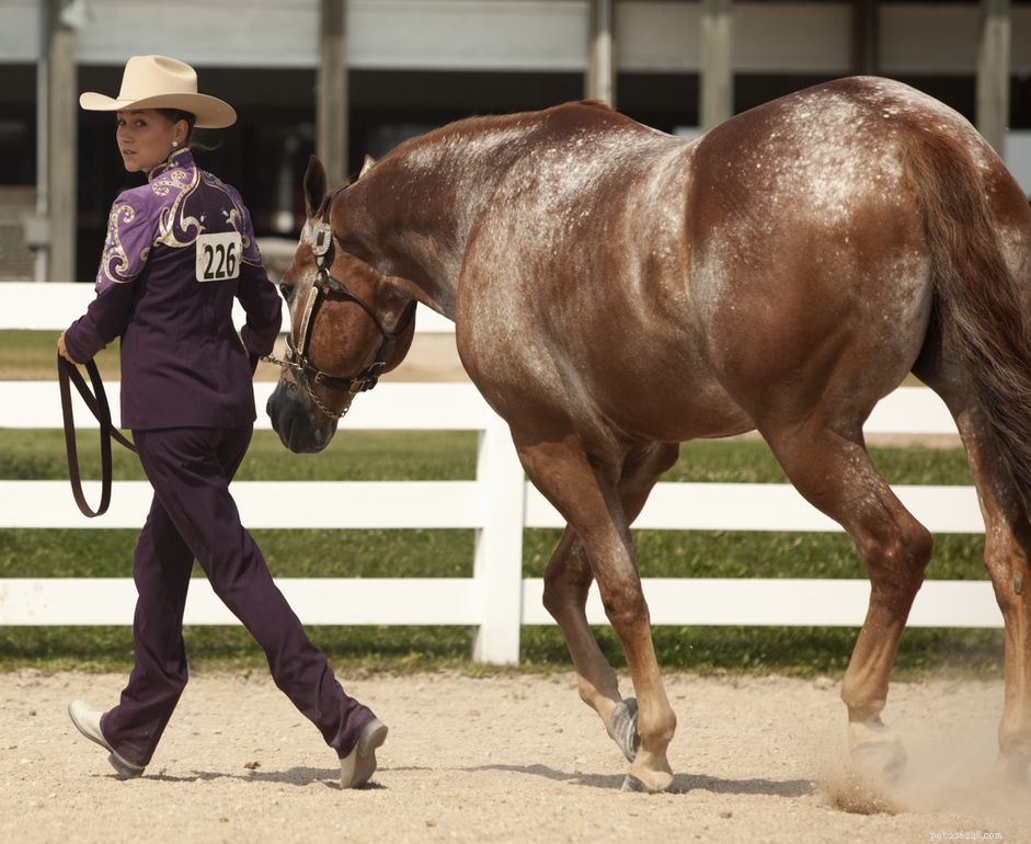 Essential Gear Guide for Your First Western Horse Show