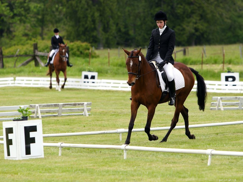 Dressage Arena Dimensions & Marking Guide – Accurate Layout for All Riders