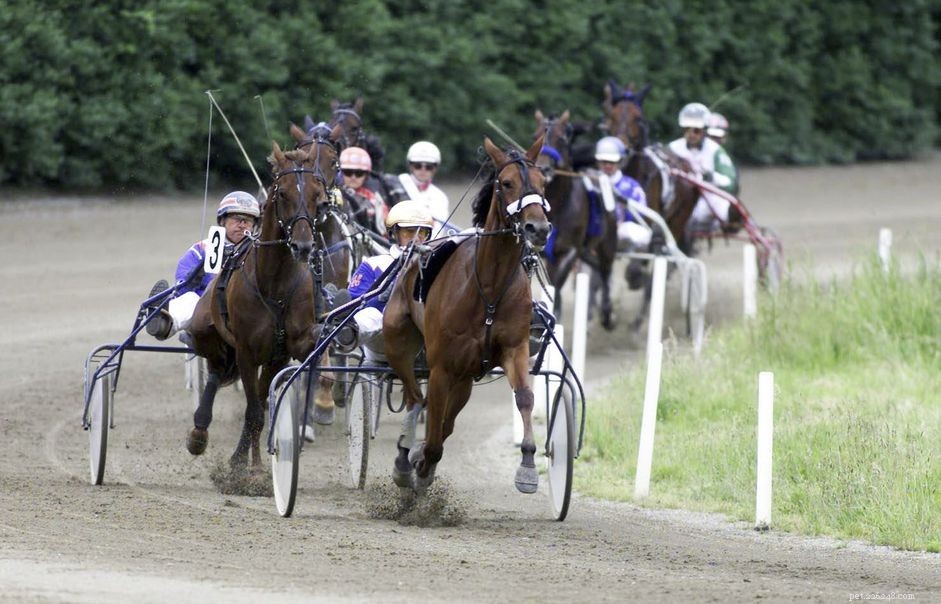 American Standardbred Horse: Comprehensive Breed Profile & Guide