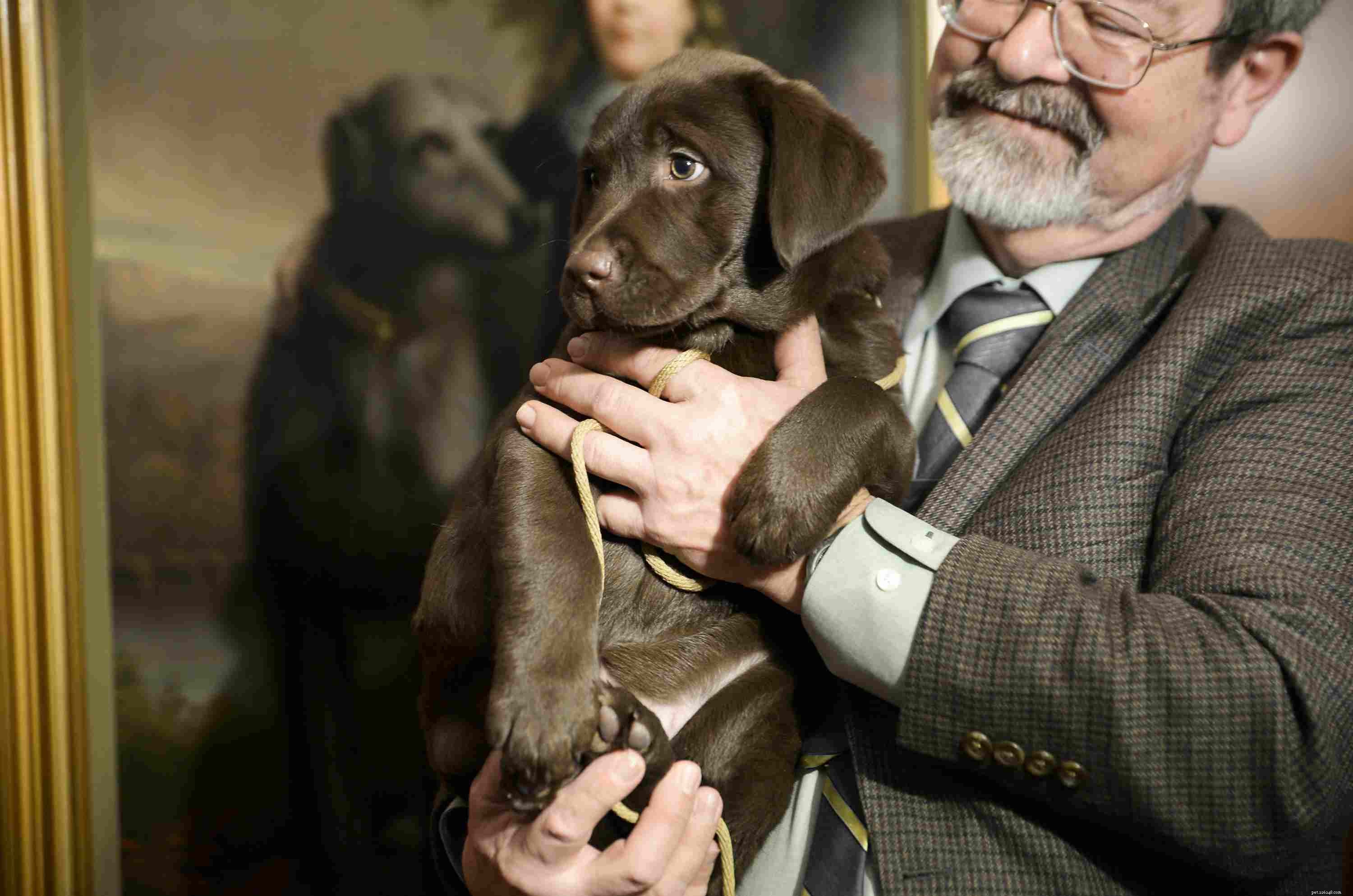 Step-by-Step Guide to Show-Dog Success: From Puppy to Best In Show