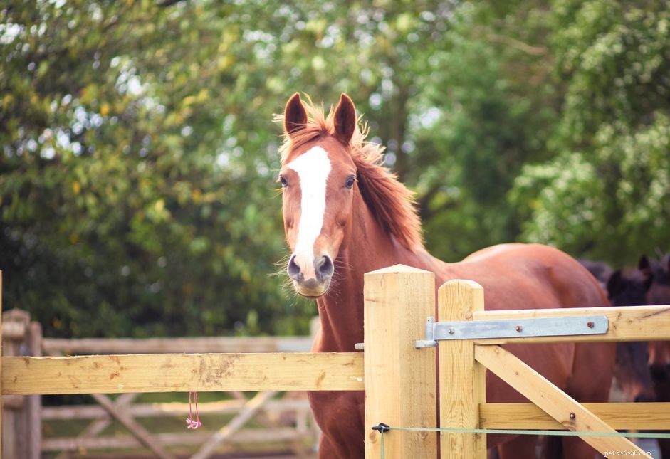 Dutch Warmblood Horse: Elite Sport Horse Profile & Buying Guide
