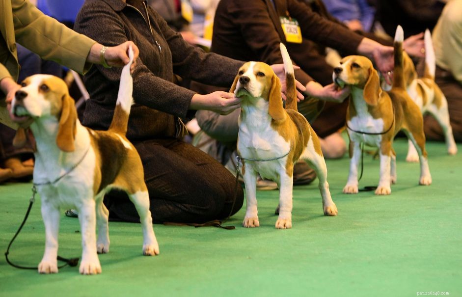 Step-by-Step Guide to Show-Dog Success: From Puppy to Best In Show