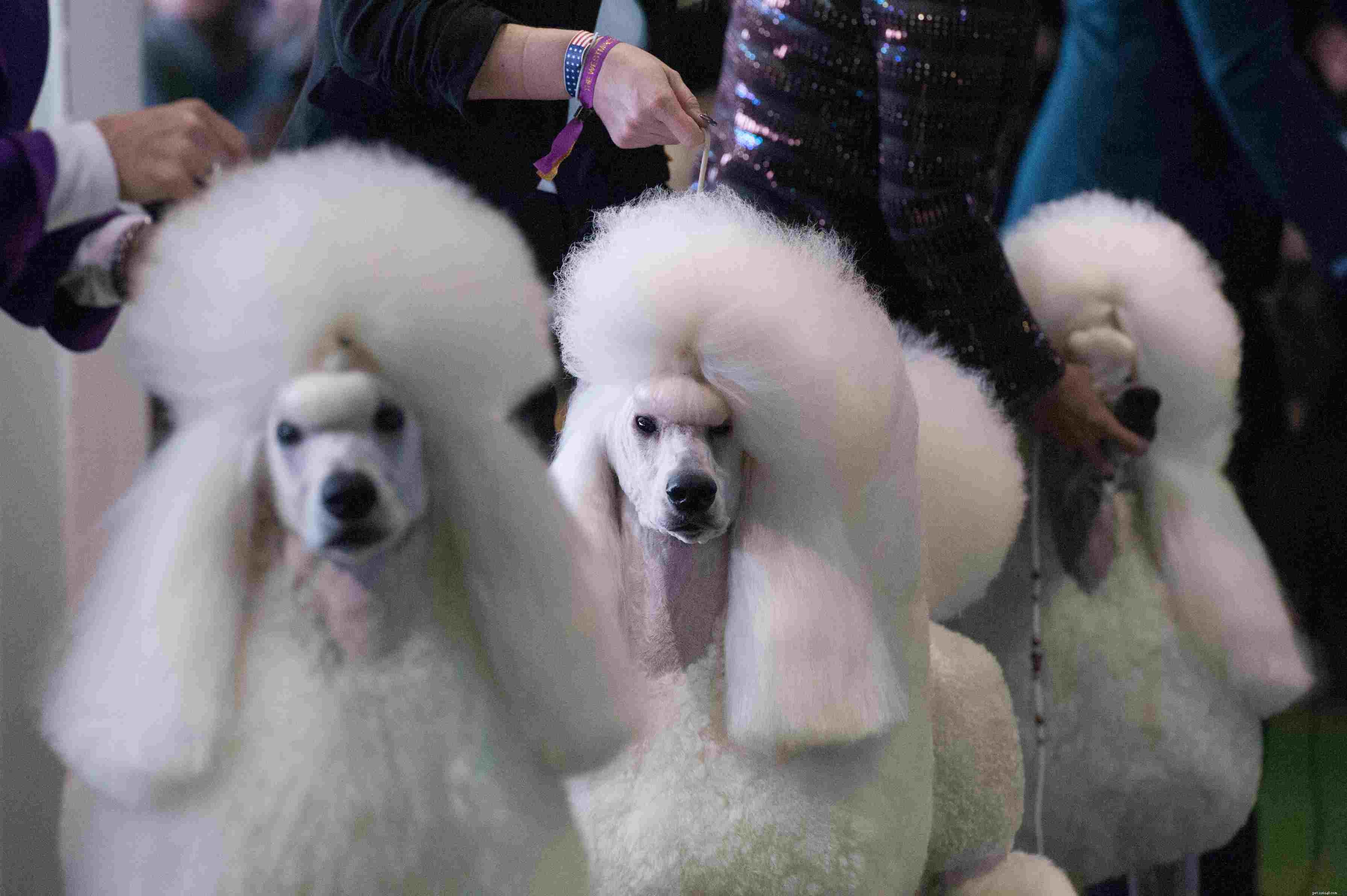 Step-by-Step Guide to Show-Dog Success: From Puppy to Best In Show