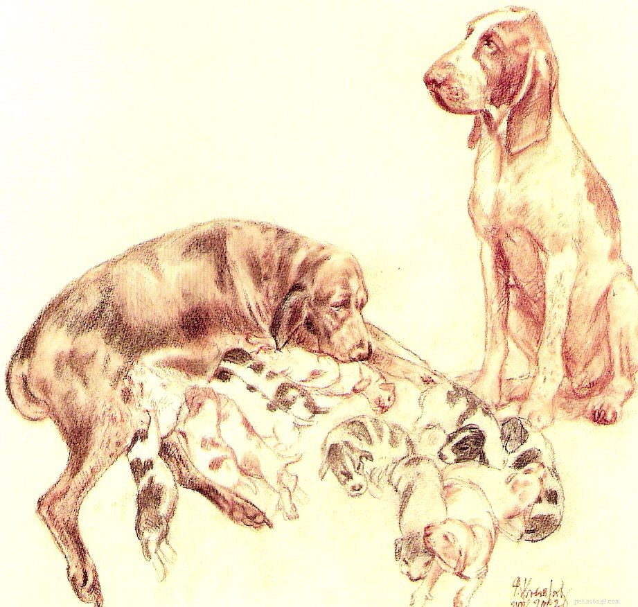 The Bracco Italiano: History, Care, and Health Insights