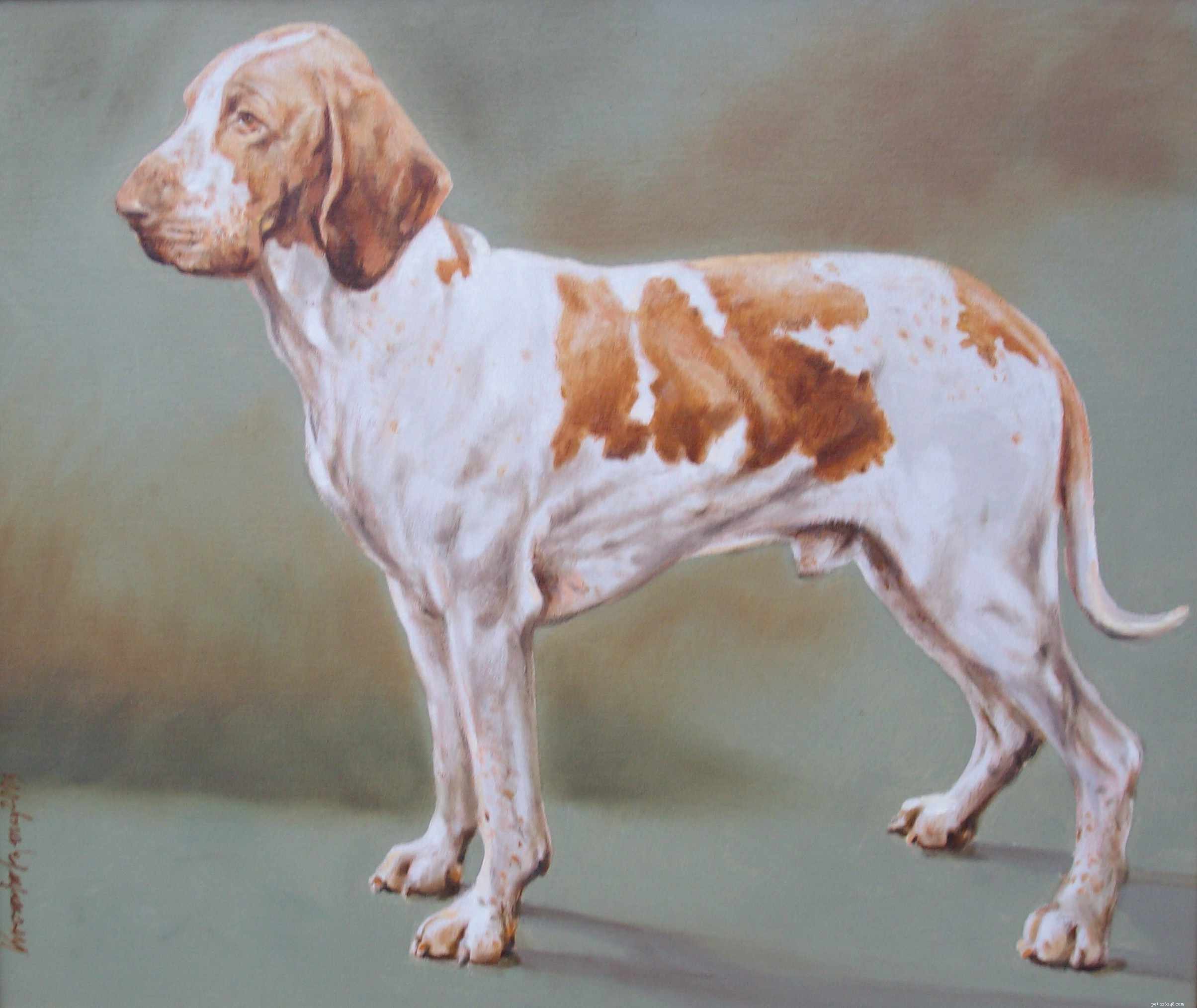 The Bracco Italiano: History, Care, and Health Insights