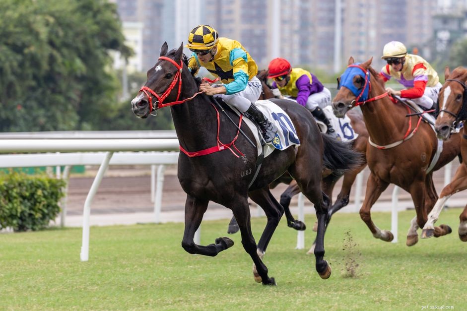 Uncovering the Pedigree of Off‑The‑Track Thoroughbreds: A Step‑by‑Step Guide