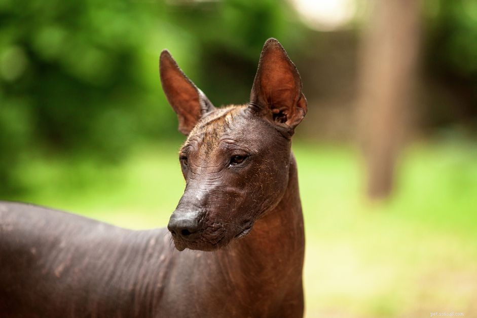 Everything You Need to Know About the Xoloitzcuintli (Mexican Hairless Dog)