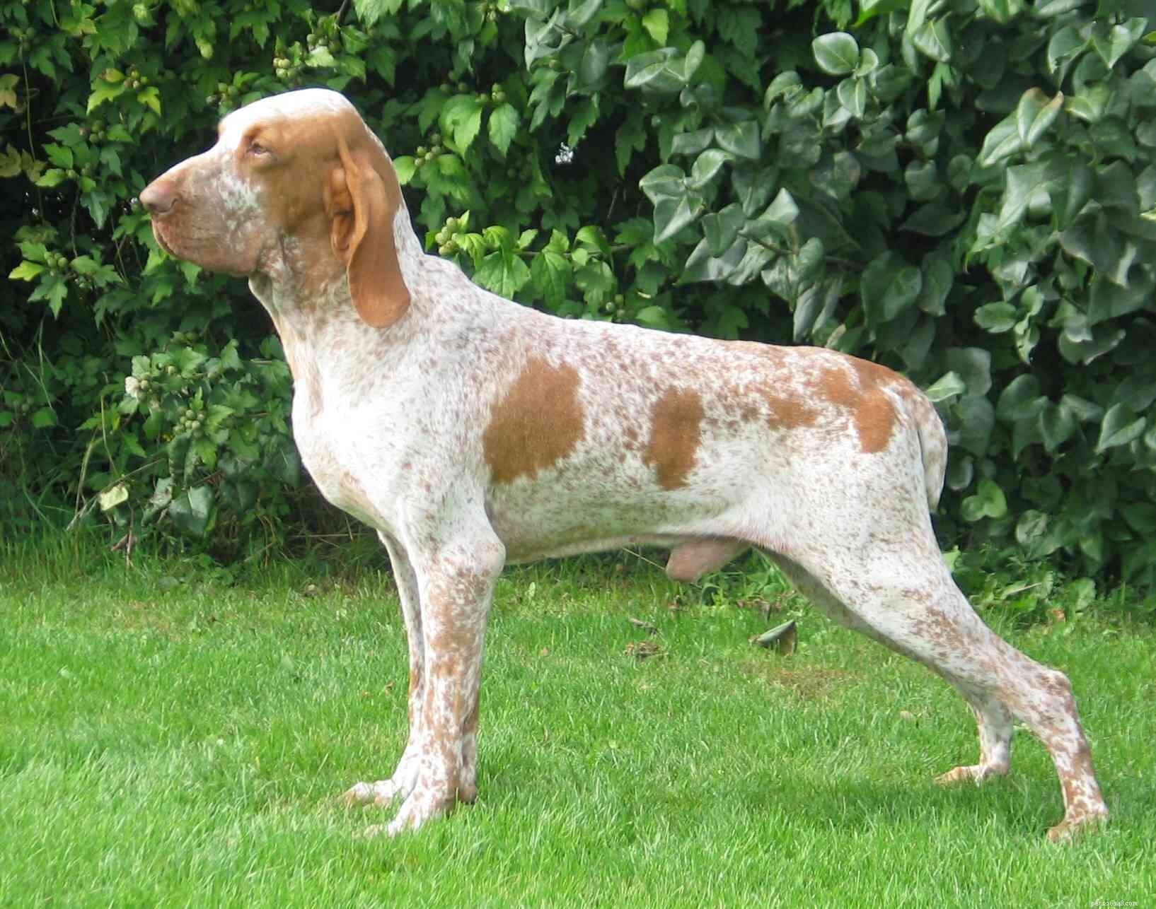 The Bracco Italiano: History, Care, and Health Insights